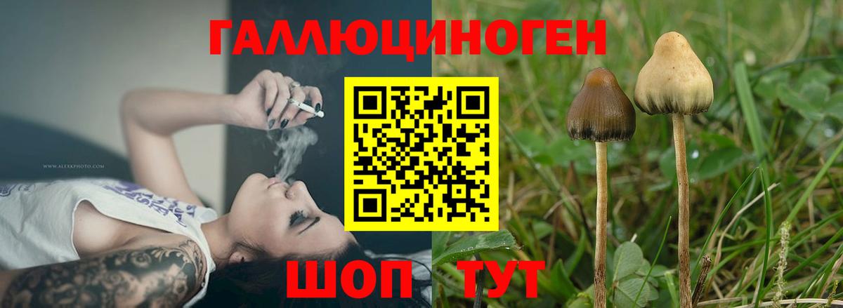 Псилоцибиновые грибы GOLDEN TEACHER Изобильный